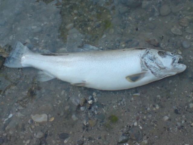 Soška 91 cm - foto