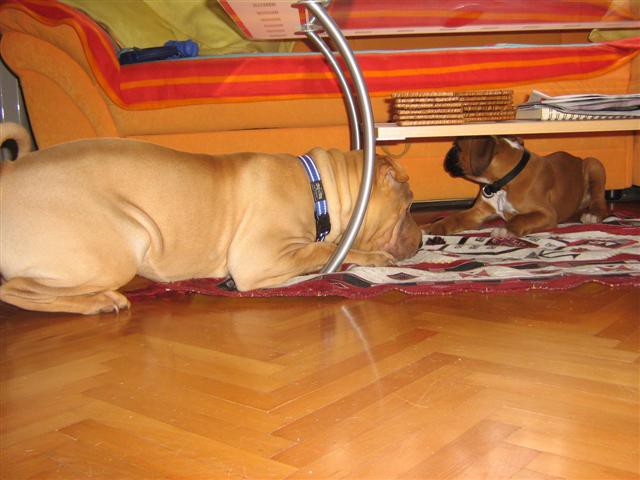 Mala bokserka Lola je tule še lahko počivala pod mizo. No, Lota je imela podobne interese.