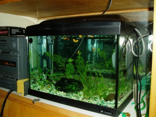 Akvarij 21L - foto povečava