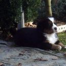 Alba the Sphinx