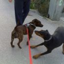 Tukaj se igra z dendy... Prijazna dobermanka