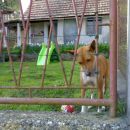 Perla pa še kar rufa čaka, Ruf se pa potepa