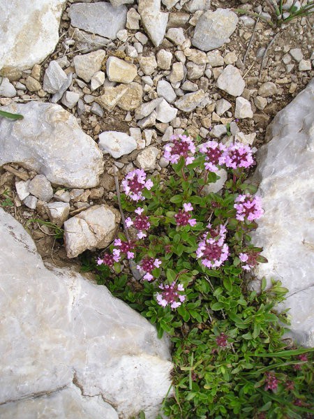 Nanos11.06.2005 - foto povečava