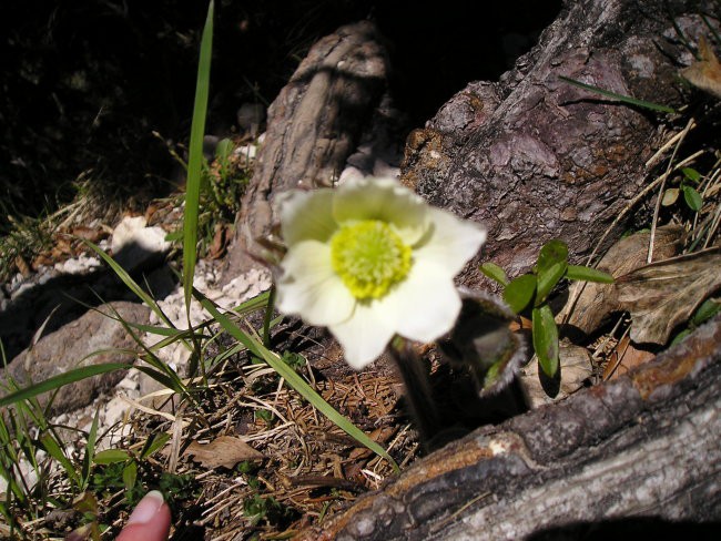 Golica 21.05.2005 - foto povečava