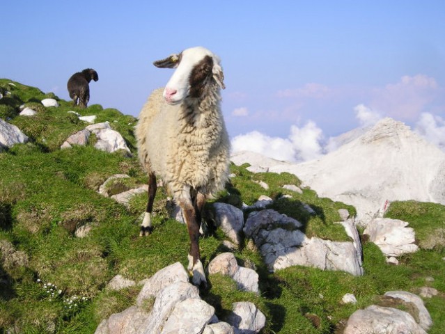 Radovednih ovc