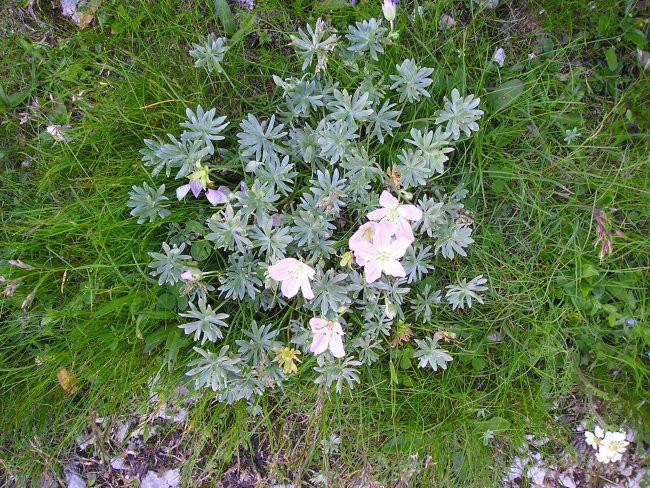 Krn 17.07.2005 - foto povečava