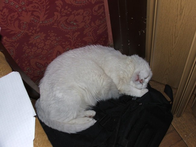 Pia - foto povečava