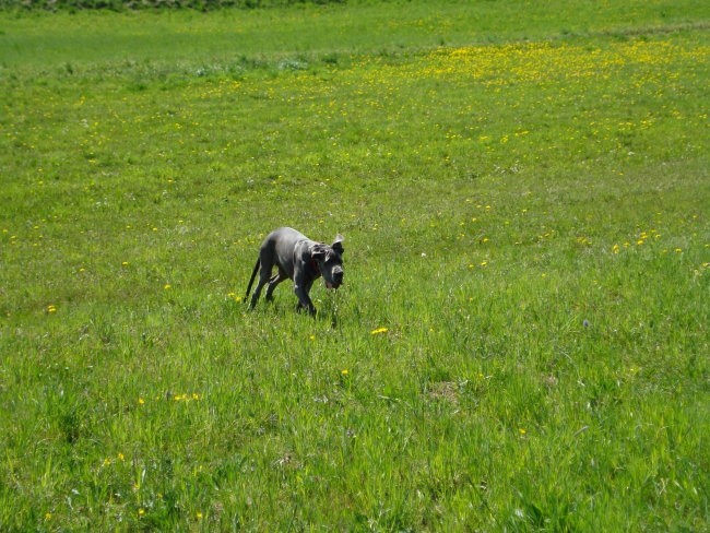 Cerkvenjak - foto povečava