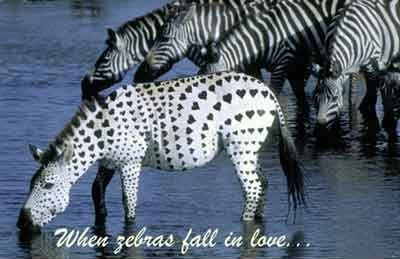 zaljubljena zebra