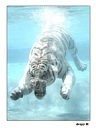 Water tiger