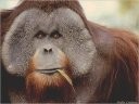 orangutan
