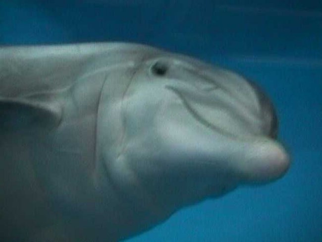 delfin 4
