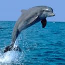 delfin 3
