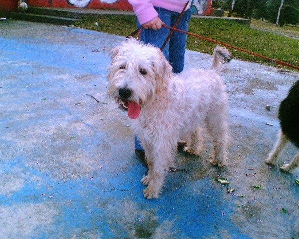 Jingles - foto povečava