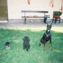 mackon baxi koder body in doberman ness