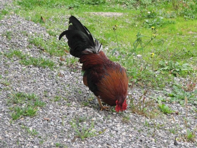 Bela krajina 2007 (sopotniki Oskarjeve Turčij - foto povečava