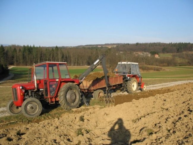 Vinograd - foto povečava