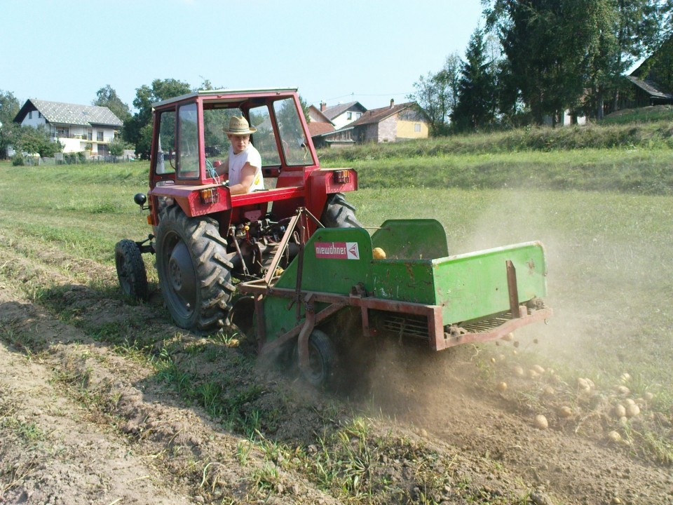 Krompir - foto povečava