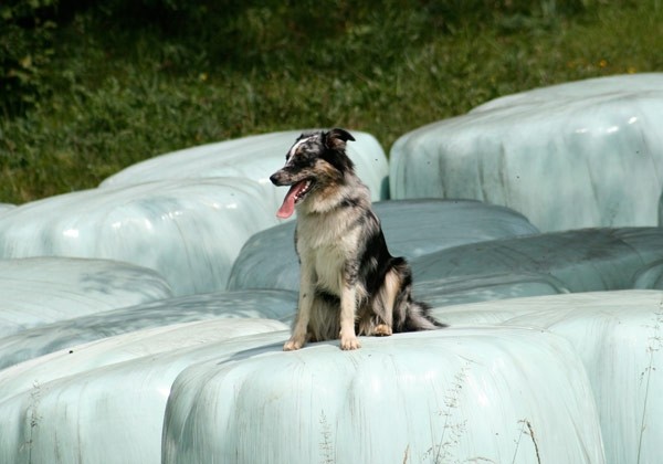 Ravnik - junij 2007 - foto