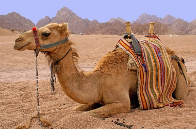 Camel riding na Sinaju v Egiptu