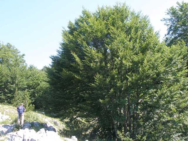 BiH Julij 08 - foto