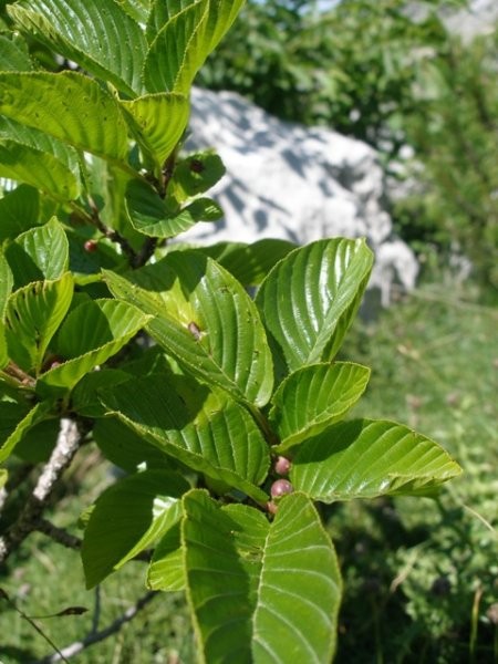 BiH Julij 08 - foto