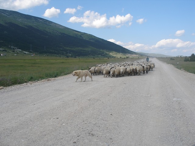 BiH Julij 08 - foto povečava