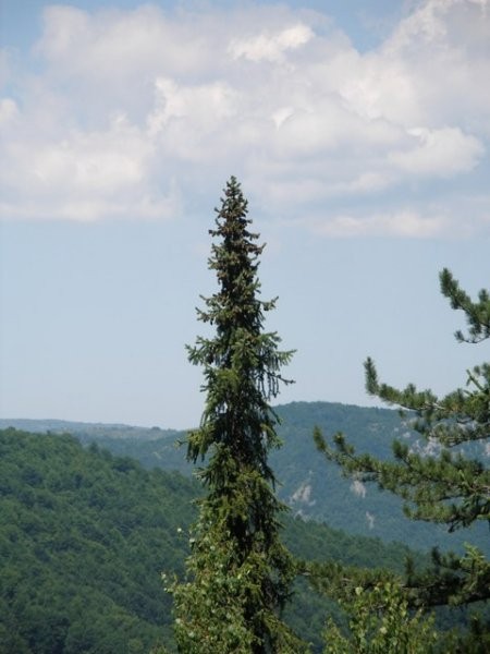 BiH Julij 08 - foto povečava