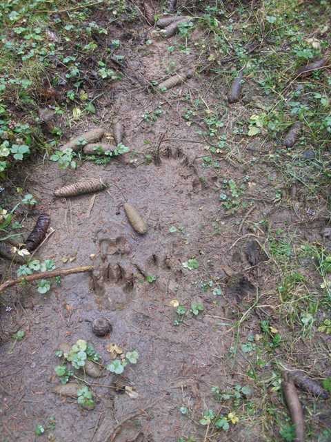 Tabor KVRP Kranj in DRP Burja na Pokljuki, ok - foto povečava