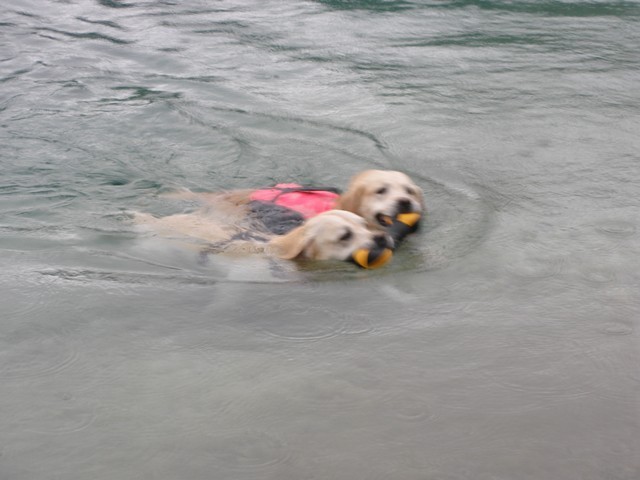 Žimo in Bailey v dežju (Bohinj, avgust 09) - foto povečava