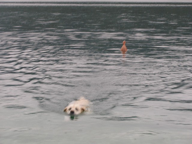 Žimo in Bailey v dežju (Bohinj, avgust 09) - foto