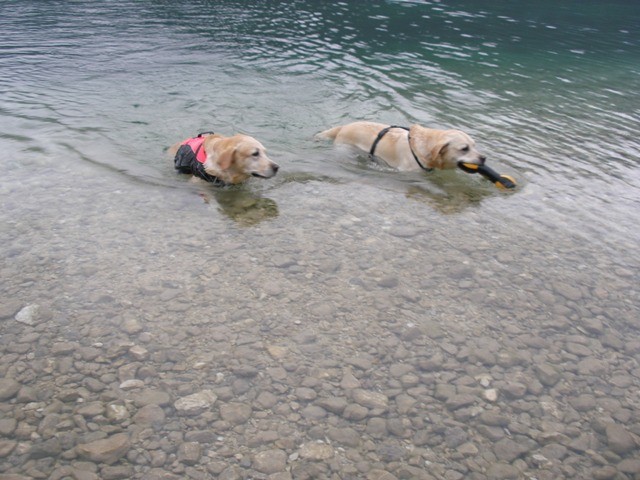 Žimo in Bailey v dežju (Bohinj, avgust 09) - foto