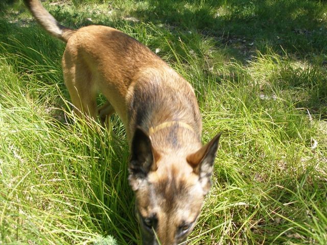 Drugi tabor DRP Burja Škoflje 2009 - foto povečava