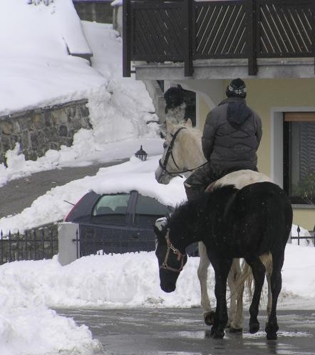 Konji - foto povečava