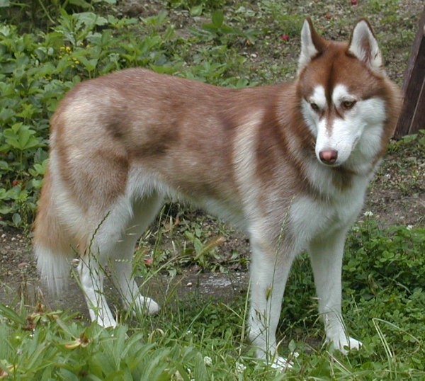 Vega 2 - foto povečava