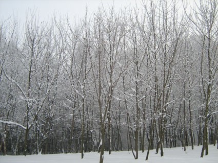 Borici - foto povečava