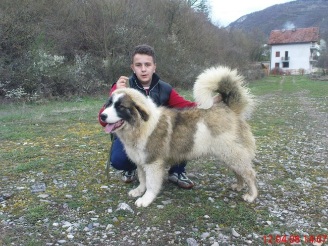 Tornjaci2 - foto povečava
