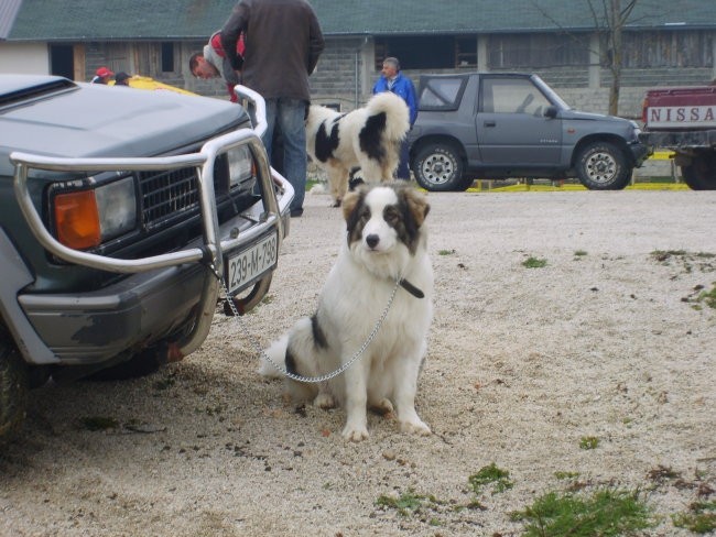 Tornjaci2 - foto povečava