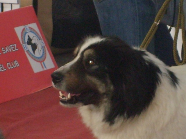 Tornjaci3 - foto