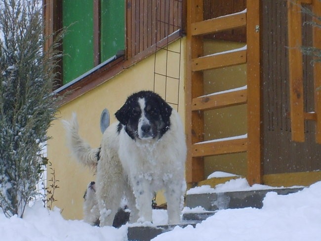 Tornjaci - foto povečava