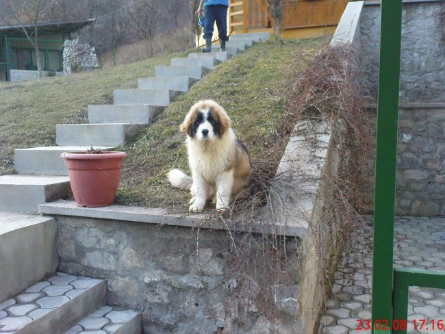 Tornjaci - foto povečava