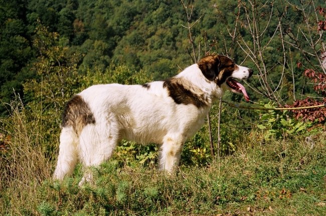 Tornjaci - foto povečava