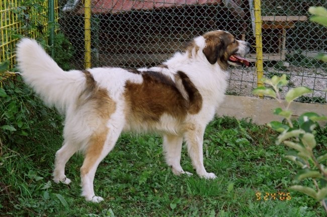 Tornjaci - foto povečava