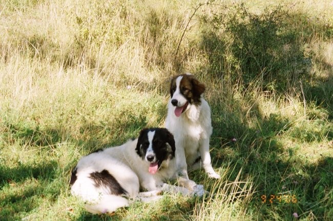 Tornjaci - foto povečava