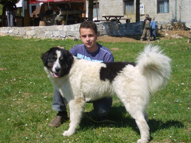 Tornjaci - foto povečava
