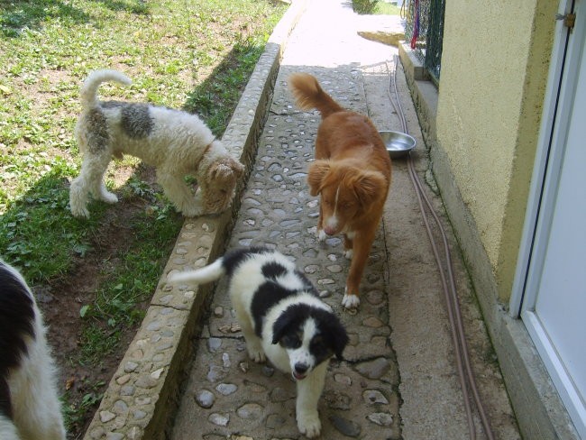 Tornjaci - foto povečava