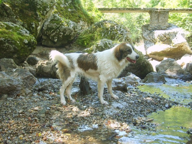 Tornjaci - foto povečava