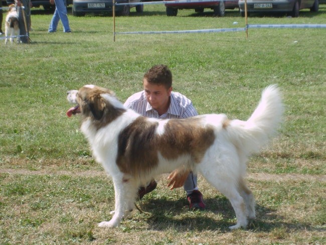 Tornjaci - foto povečava