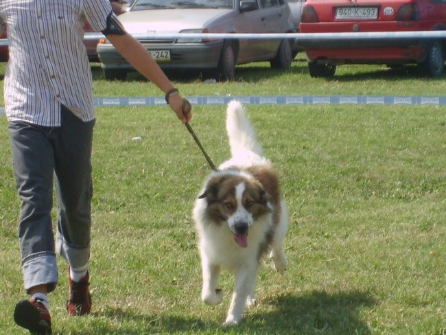 Tornjaci - foto povečava