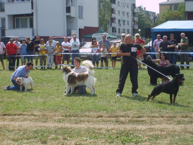 Tornjaci - foto povečava